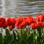Geranium 'Tulip Orangish Red Bud' Perennial Bonsai Flowers - 10 Seeds