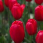 Geranium 'Tulip Orangish Red Bud' Perennial Bonsai Flowers - 10 Seeds