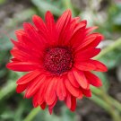 Gerbera Daisy Hybrids - 100 Seedss