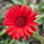 Gerbera Daisy Hybrids - 100 Seedss