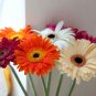Gerbera Daisy Hybrids - 100 Seedss