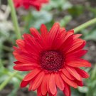 Gerbera Daisy Hybrid - 100 Seeds