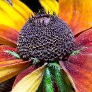 Genuine Green Wizard Rudbeckia  - 50 Seeds
