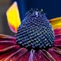 Genuine Green Wizard Rudbeckia - 50 Seeds