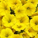 Genuine Heirloow Yellow Petunia Flower - 200 Seeds