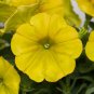 Genuine Heirloow Yellow Petunia Flower - 200 Seeds