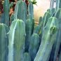 Genuine Myrtillocactus geometrizans Bilberry Cactu - 5 Seeds
