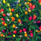 Garden Ornamental Hot Pepper - 50 Seeds