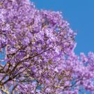 Genuine Purple Jacaranda Mimosifolia Tree Shrub - 50 Seeds