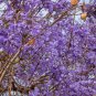 Genuine Purple Jacaranda Mimosifolia Tree Shrub - 50 Seeds