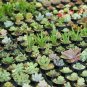 AGAVE Mix Century Plant Many Unique Succulent Plant Species - 20 Seeds