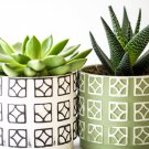 Aloe Mix Succulents Garden Plants - 100 Seeds