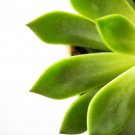 Aloe Mixed Succulents Garden Plants - 10 Seeds