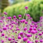 Gomphrenae Globosa Bonsai, Purple Flower Globe Amaranth - 100 Seeds