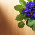 Beautiful Plant Bonsai Flower Bonsai African Red Purple Mini Blue Violet - 100 S