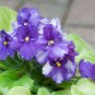 Beautiful Plant Bonsai Flower Bonsai African Red Purple Mini Blue Violet - 100 S