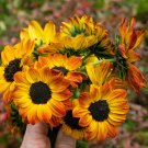 Mini Multi-Colored Dwarf Sunflower Bonsai Perennial Flower - 30 Seeds