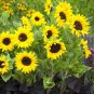 Mini Multi-Colored Dwarf Sunflower Bonsai Perennial Flower - 30 Seeds