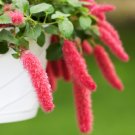 Chenille Plant (Acalypha pendula) Orange Color Bonsai Perennial Hanging Plants -