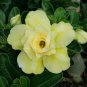 'Golden Satisfaction' Adenium Desert Rose - 2 Seeds