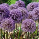 Giant Onion Allium Giganteum Flower - 100 Seeds