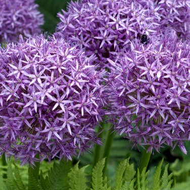 Giant Allium Plant - 100 Seeds