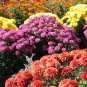 Ground-cover Chrysanthemum - 250 Seeds