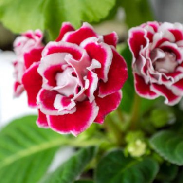 Gloxinia Sinningia Gloxinia Flower - 100 Seeds