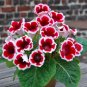 Gloxinia Sinningia Gloxinia Flower - 100 Seeds