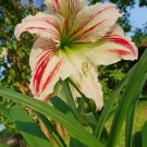 Green Hippeastrum Rutilum Flower - 100 Seeds