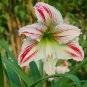 Green Hippeastrum Rutilum Flower - 100 Seeds