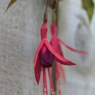 Hardy Climbing Fuchsia 'Lady in Black' - 50 Seeds