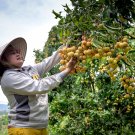 Guanzhou Longan Fruit - 5 Seeds