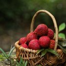 Guangdong Sweet Lychee Litchi Fruit  - 5 Seeds