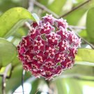 Hoya Carnosa Blood Red Color - 100 Seeds