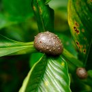 Green Tree Cinnamon - 6 Seeds