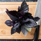 Purple Sweet Basil with Giant Leaves - 100 Seeds