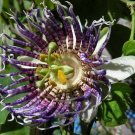 Passiflora actinia Flower - 30 Seeds
