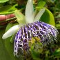 Passiflora actinia Flower - 30 Seeds