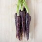 Purple Dragon Carrot Absolutely Unique Bird's Nest Carota - 500 Seeds