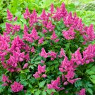 Pink False Dragonhead Flower Perennial - 30 Seeds