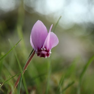 Purple Cyclamen Coum - 6 Seeds