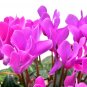Purple Cyclamen Coum - 6 Seeds