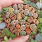 Mixed 10 Types of Lithops varieties living stones succulent bonsai - 10 Seeds
