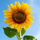 Ornamental Orange Sunflowers 4ft Tall Plant Big Blooming Flowers - 40 Seeds