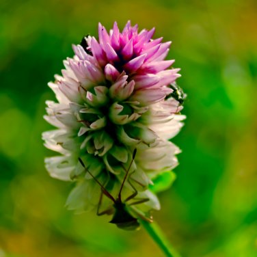 Purple Flamingo Cockscomb - 200 Seeds
