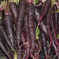 'Haze' Purple Carrot Vegetable - 100 Seeds