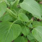 Heirloom Green Perilla 100 Seeds