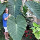 Heirloom Alocasia Macrorrhiza Green Giant Taro Indoor Plant - 12 Seeds