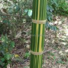 Heirloom Anhui Dabie Mountain Moso Bamboo - 30 Seeds
